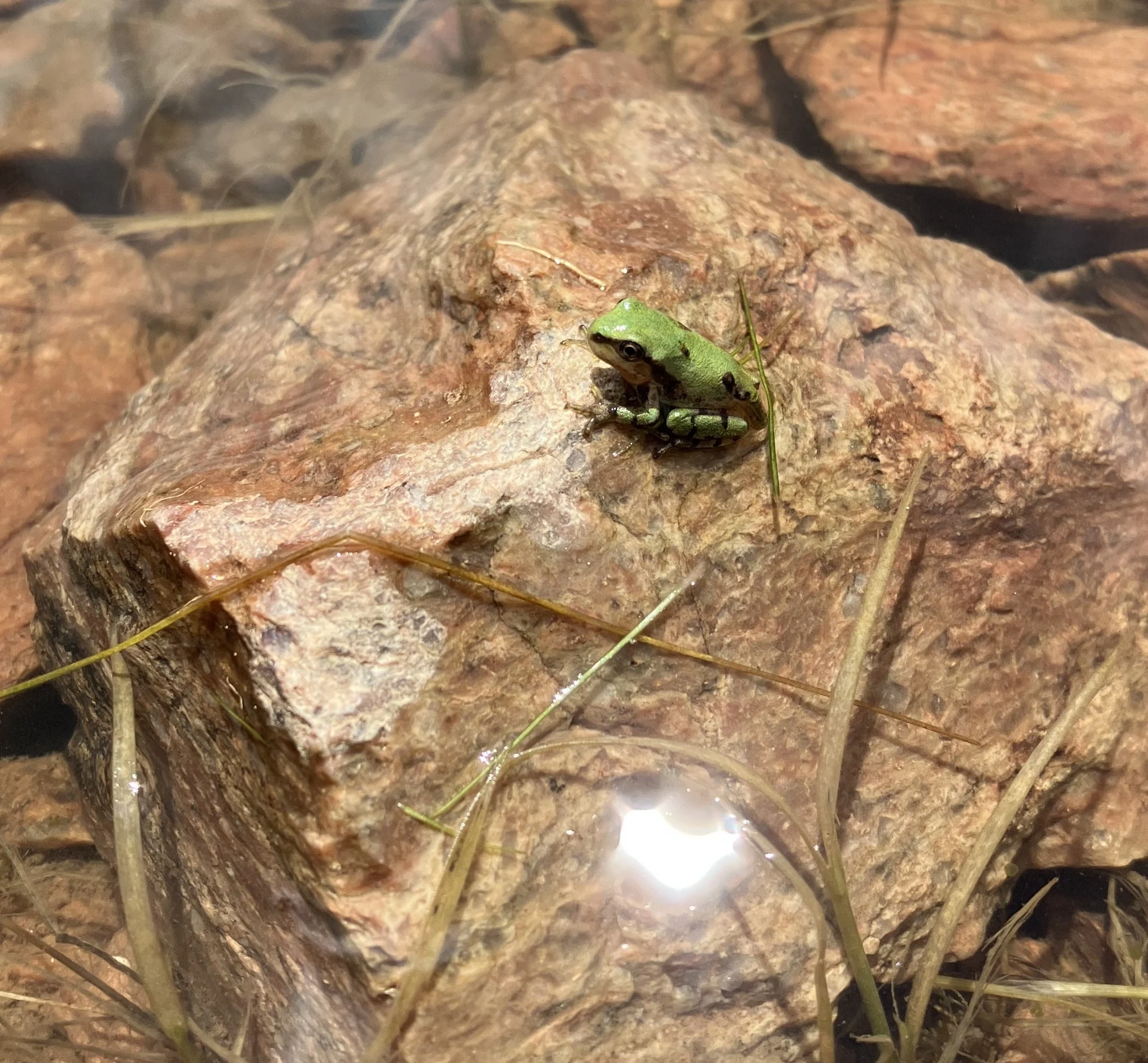 A small green treefrog resting on wet rock at the edge of water.