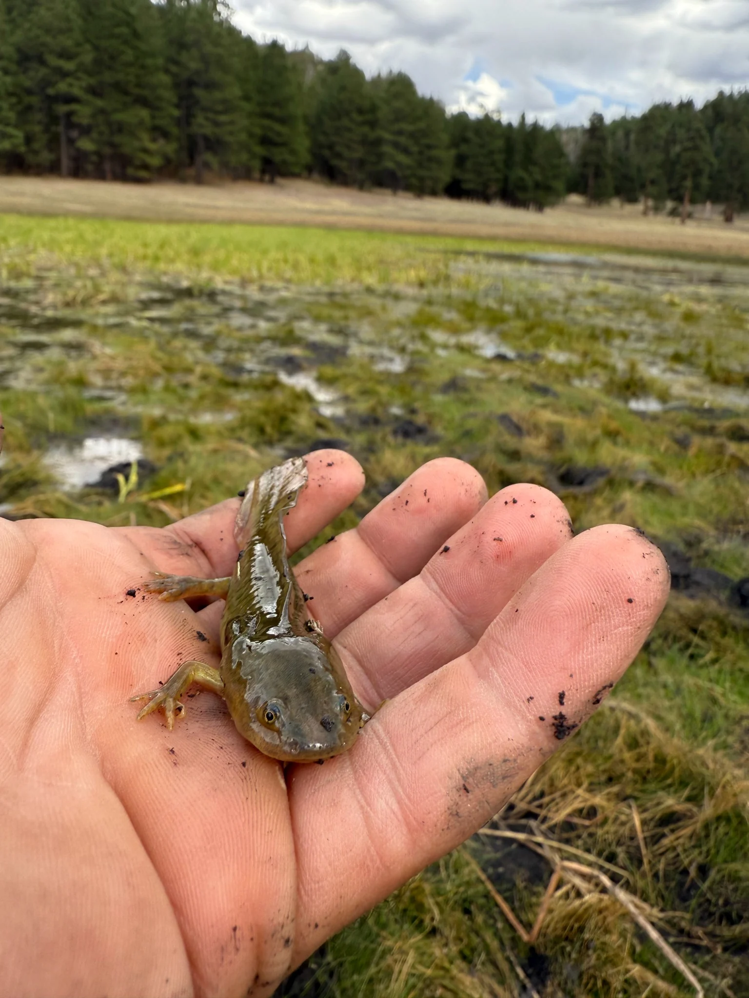 Field photo of a salamander held in hand above a wet meadow